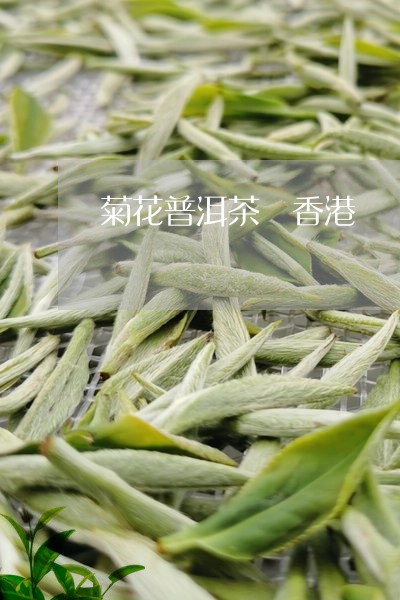 菊花普洱茶 香港/2023041072707